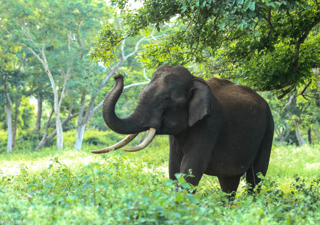 WHAT IS RAJAJI NATIONAL PARK FAMOUS FOR?