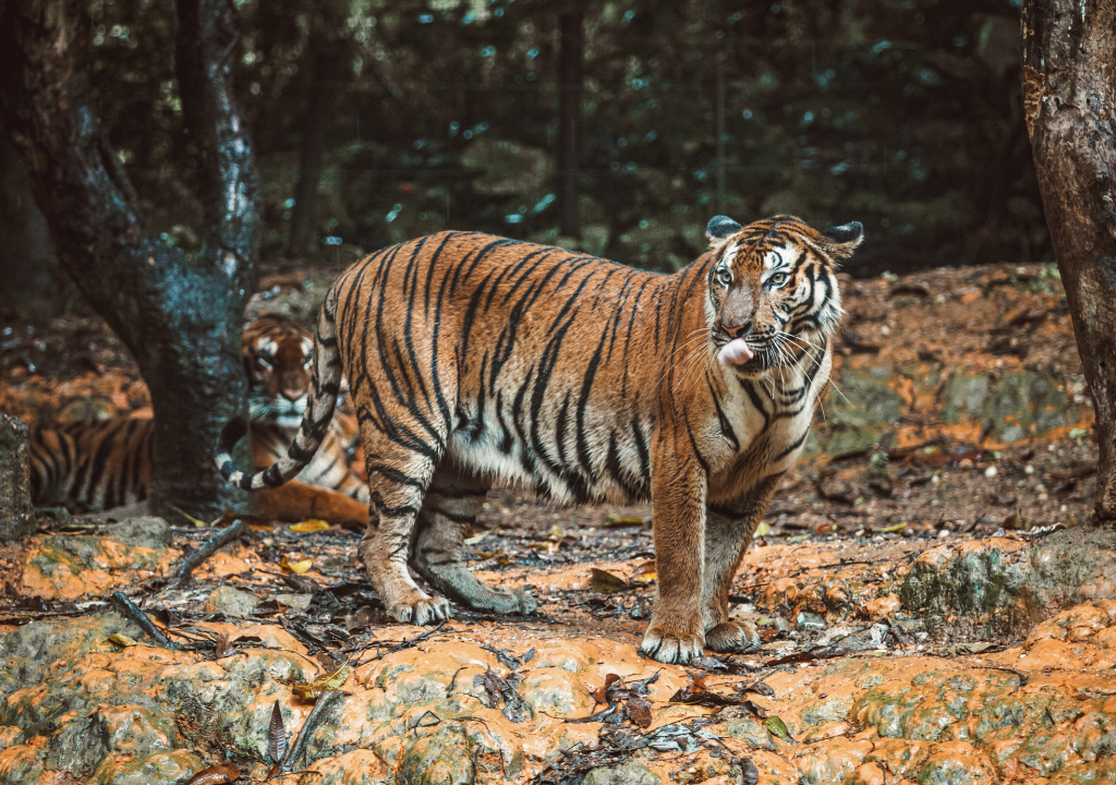 Tiger Reserve Status