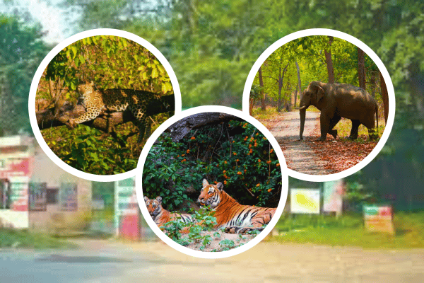 RAMGARH JUNGLE SAFARI