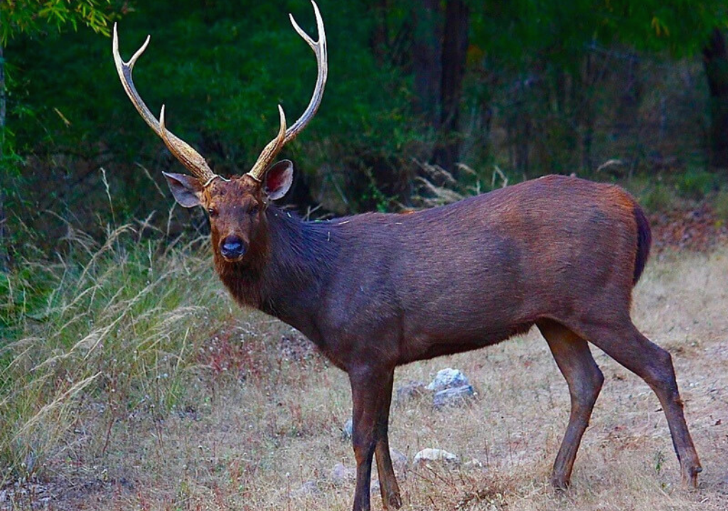 Sambar in Rajaji National Park