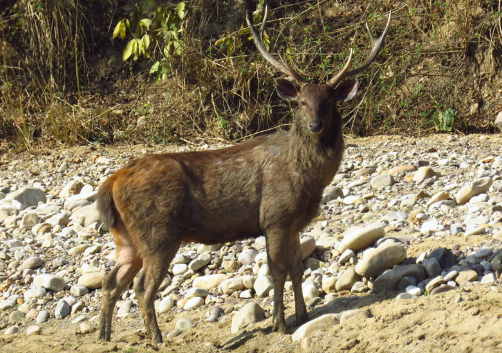 Sambar in Rajaji National Park