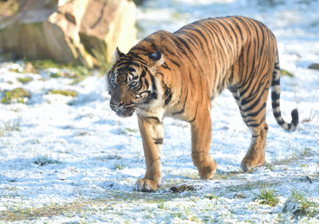 Jungle safari tours in Rajaji National Park