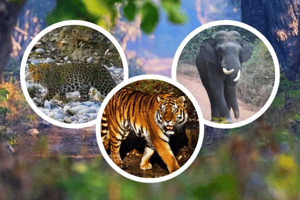 RAJAJI TIGER SAFARI DEHRADUN