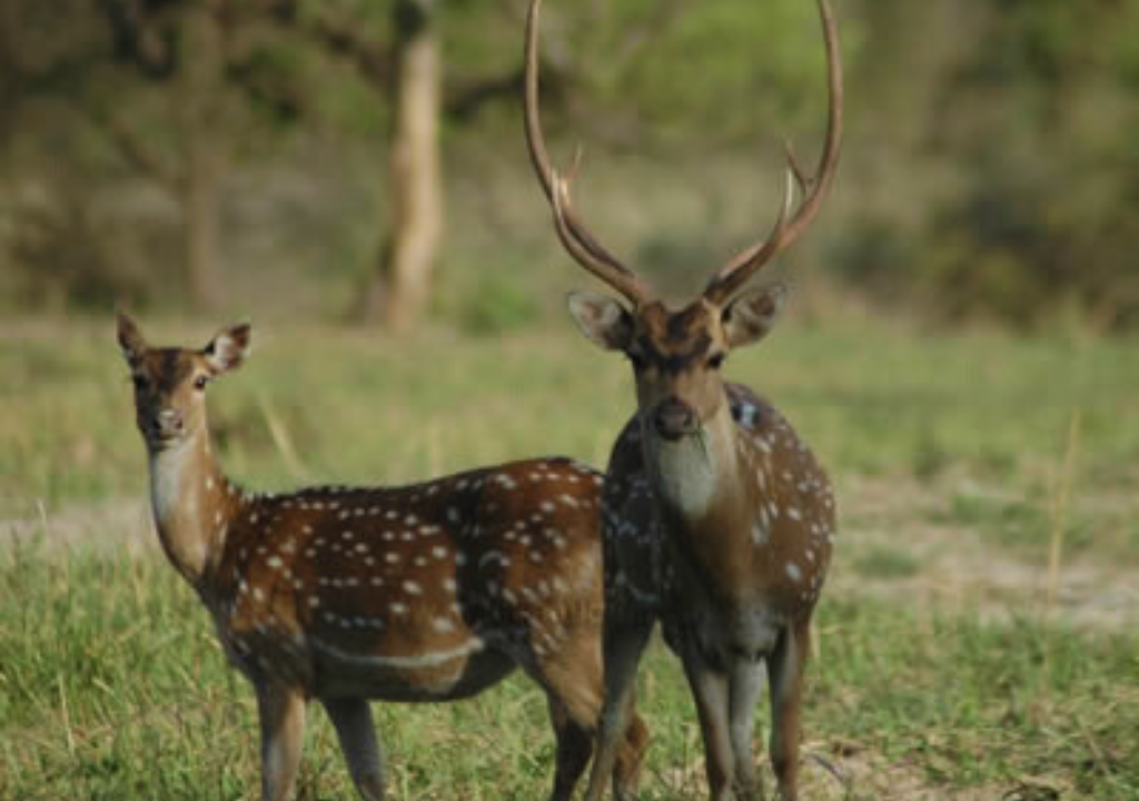 Rajaji National Park