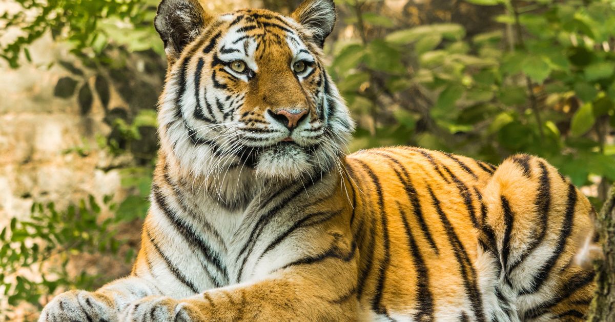 WILDLIFE PHOTOGRAPHY AT RAJAJI