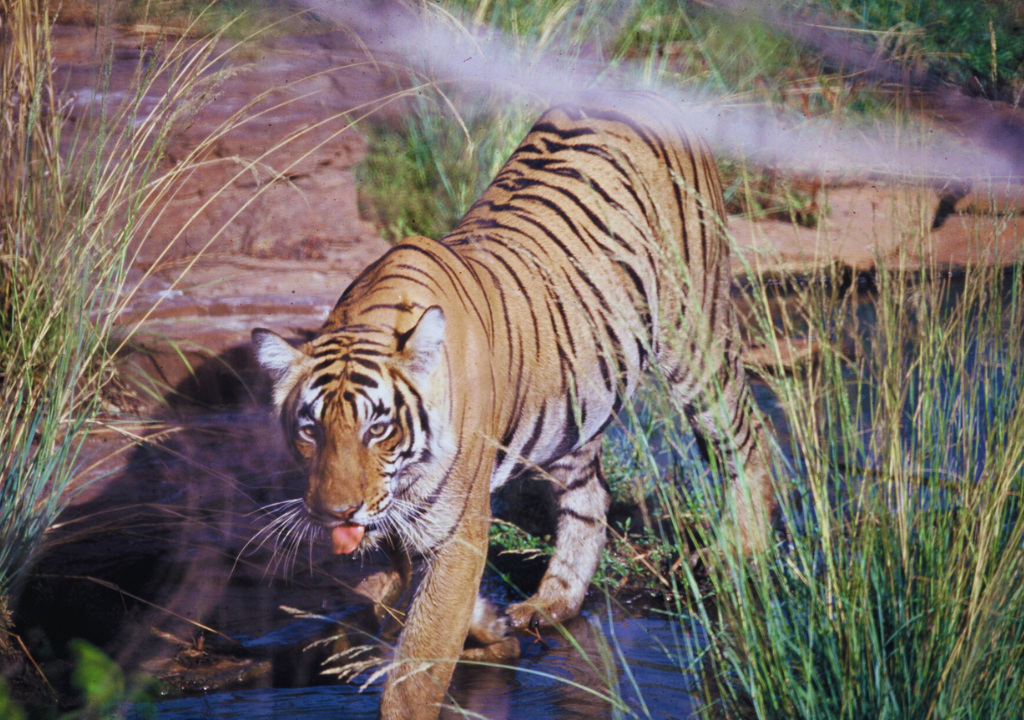 Ecosystem Diversity in Rajaji National Park