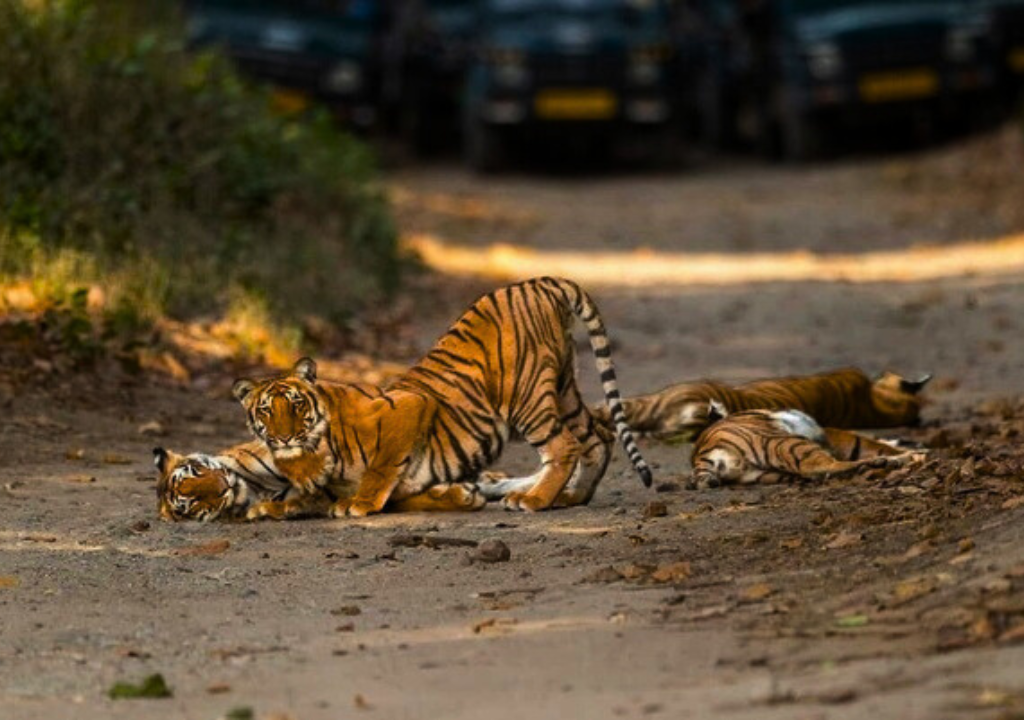Uttarakhand Tiger Reserve