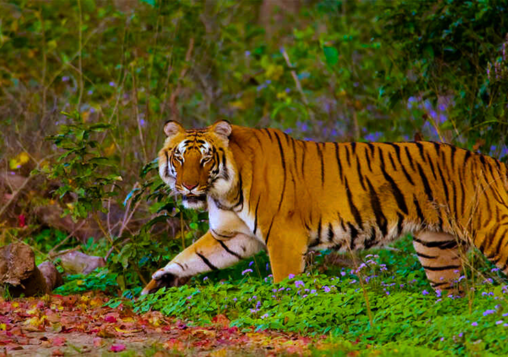 Uttarakhand Tiger Reserve