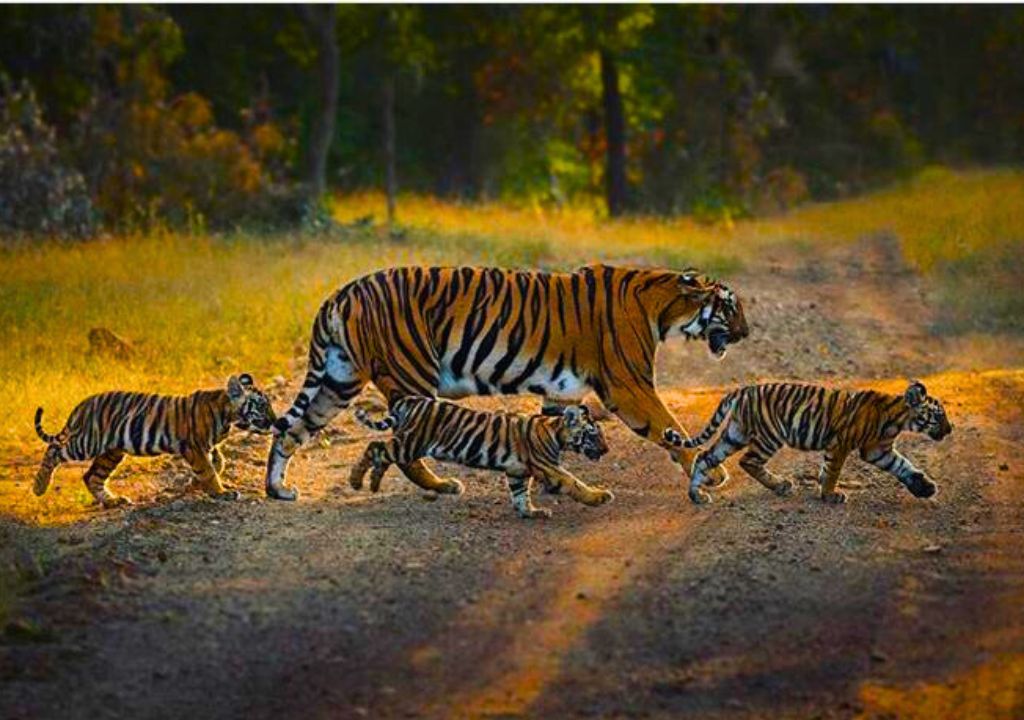 Uttarakhand tiger Reserve