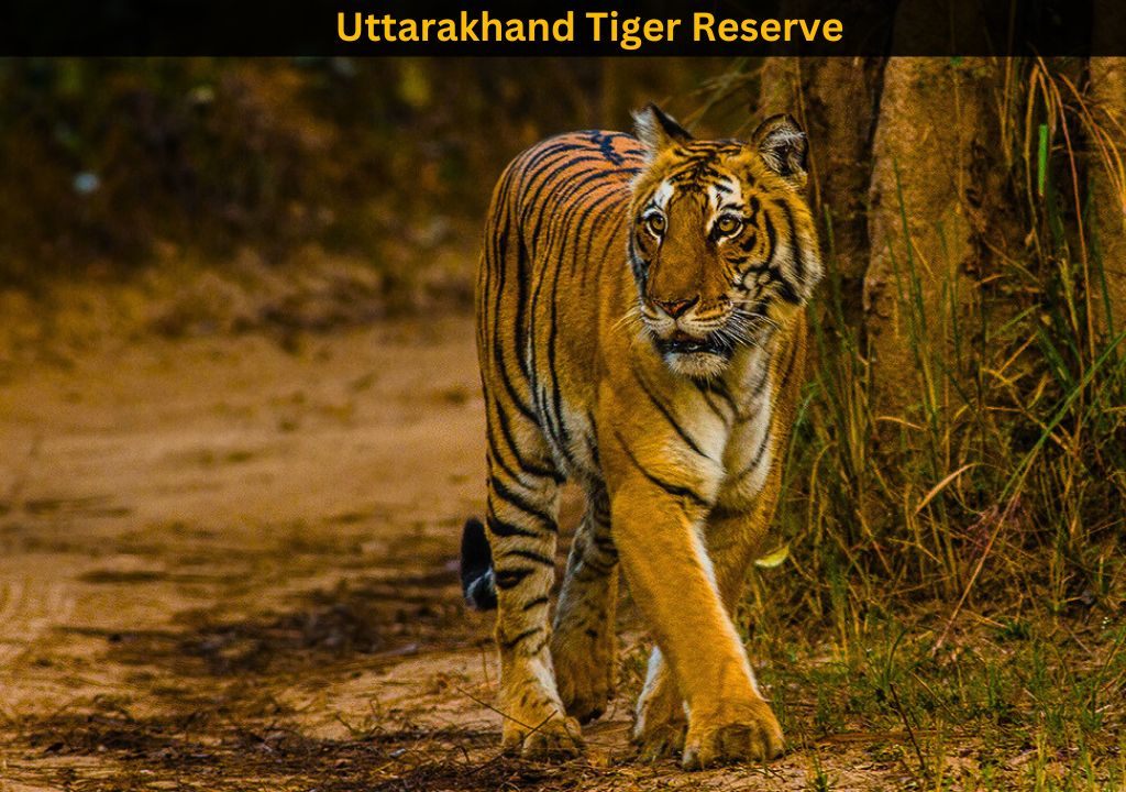 Exploring Uttarakhand Tiger Reserve