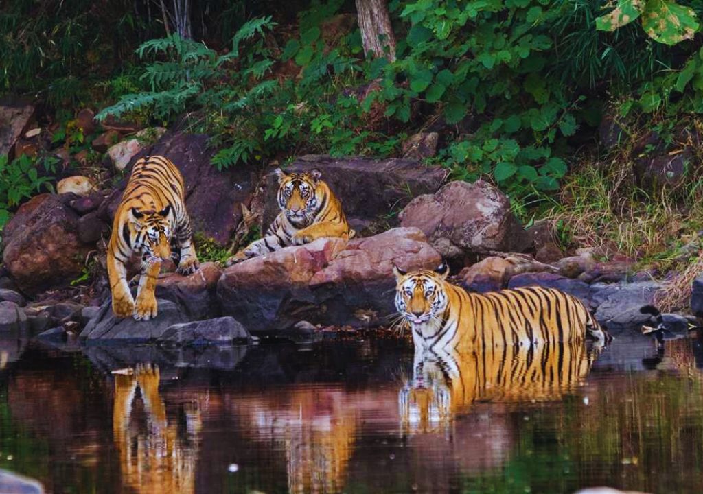 Waterfalls of Rajaji National Park