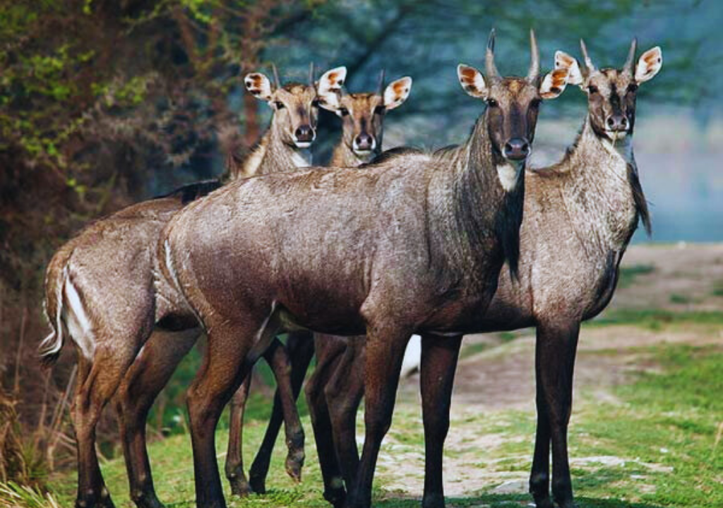 Wildlife Tourism and Nilgai