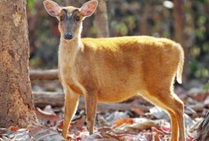 Barking Deer Rajaji Tiger Reserve