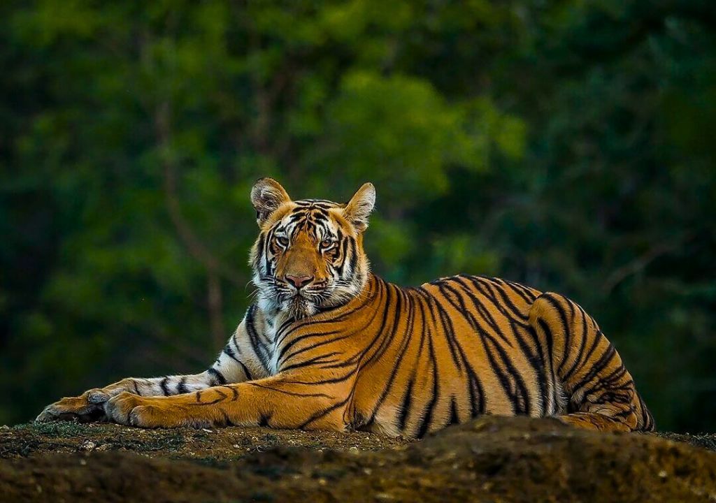 Bengal Tiger