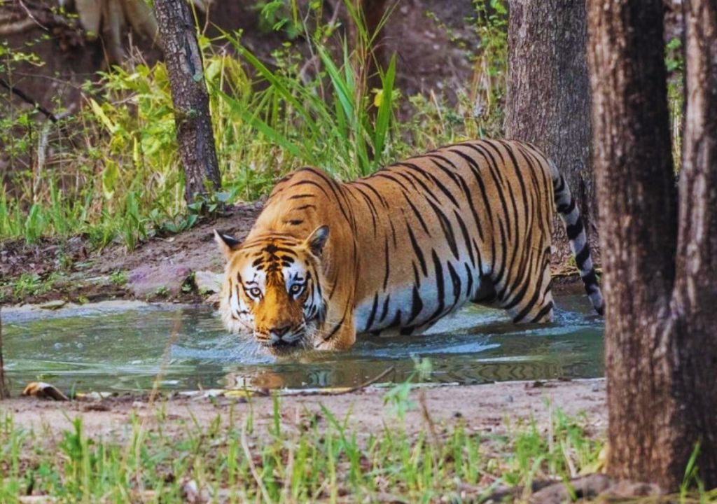 Bengal tigers