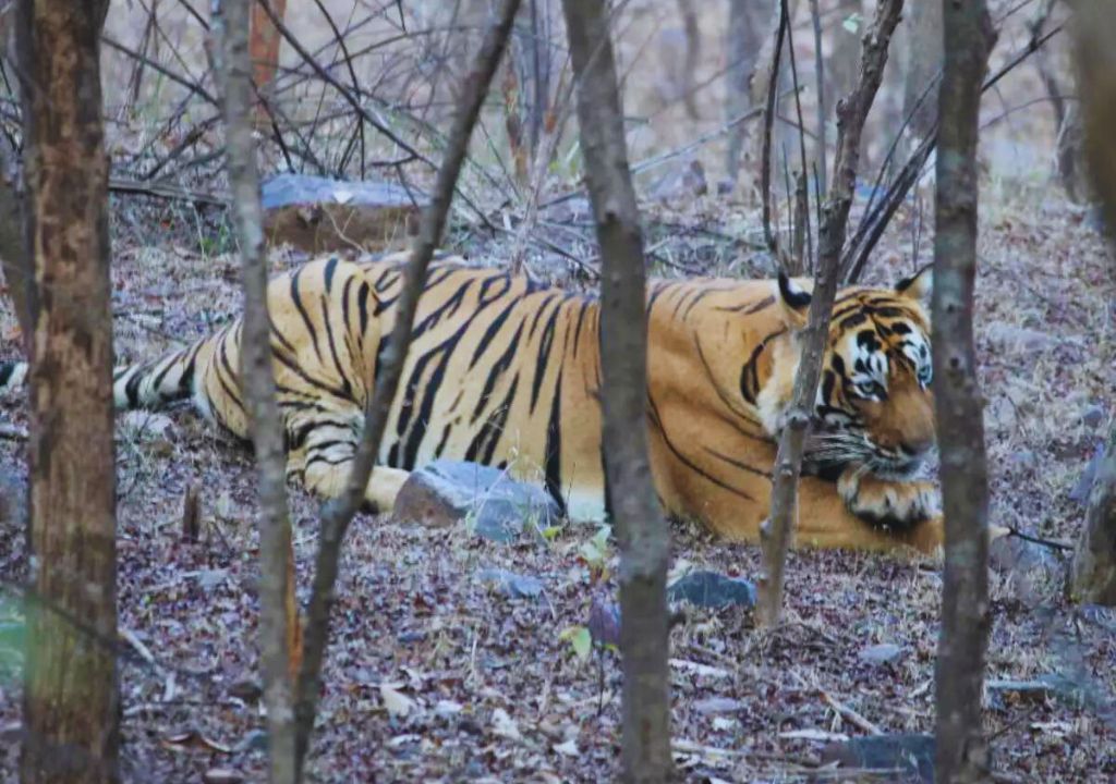 Exploring Bengal Tigers at Rajaji National Park