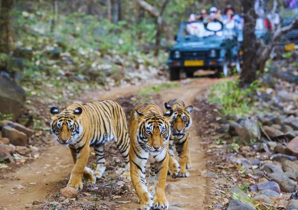 Bengal tigers