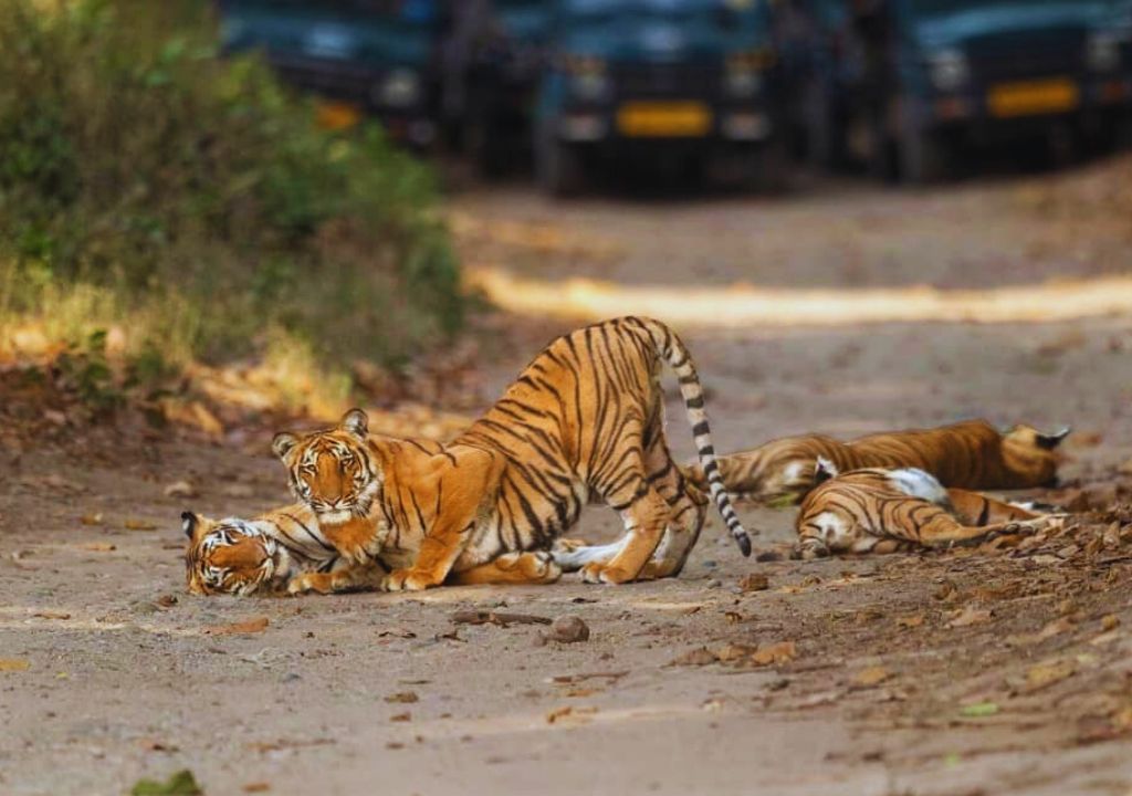 Bengal tigers