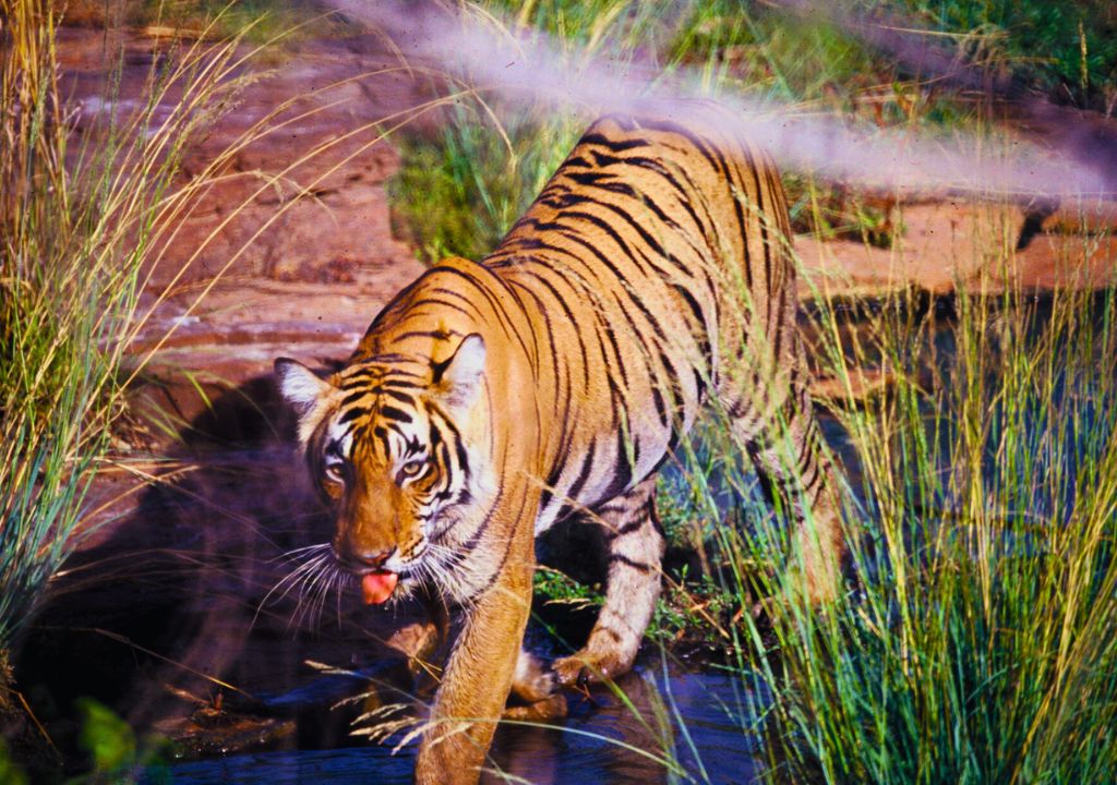Bengal tigers