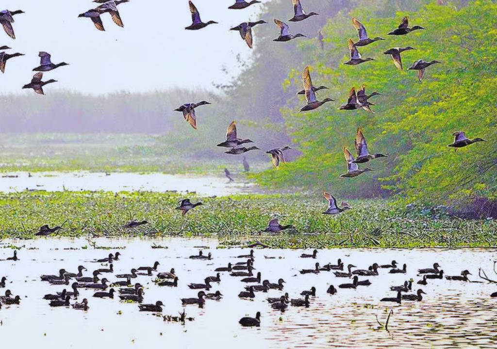 Bharatpur Bird Sanctuary