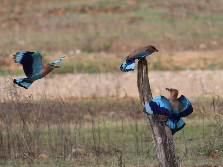 Birds in Rajaji Tiger Reserve