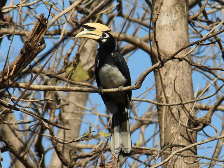 Bird in Rajaji Tiger Reserve