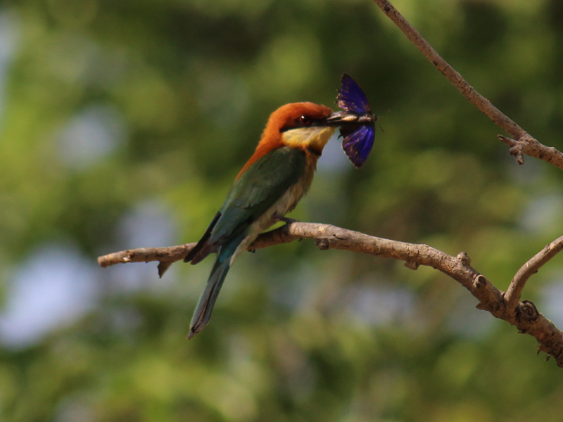 Bird in Rajaji Tiger Reserve
