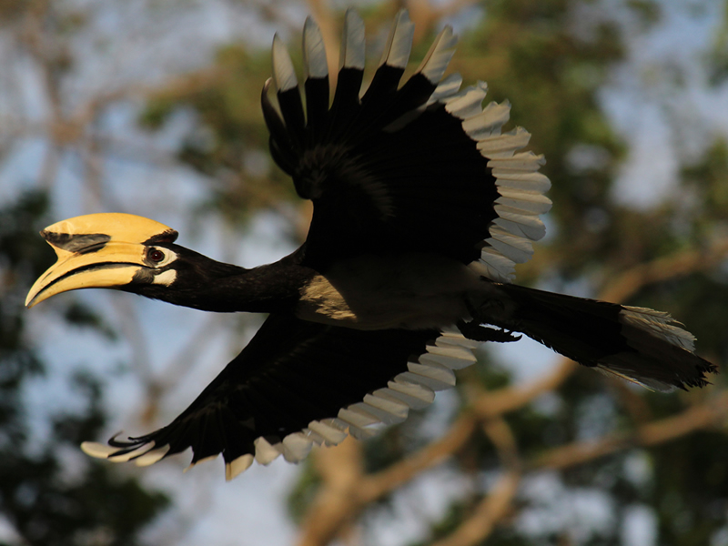bird23