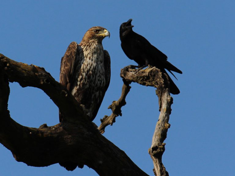 Birds in Rajaji Tiger Reserve