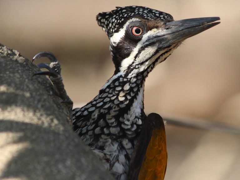Bird in Rajaji Tiger Reserve