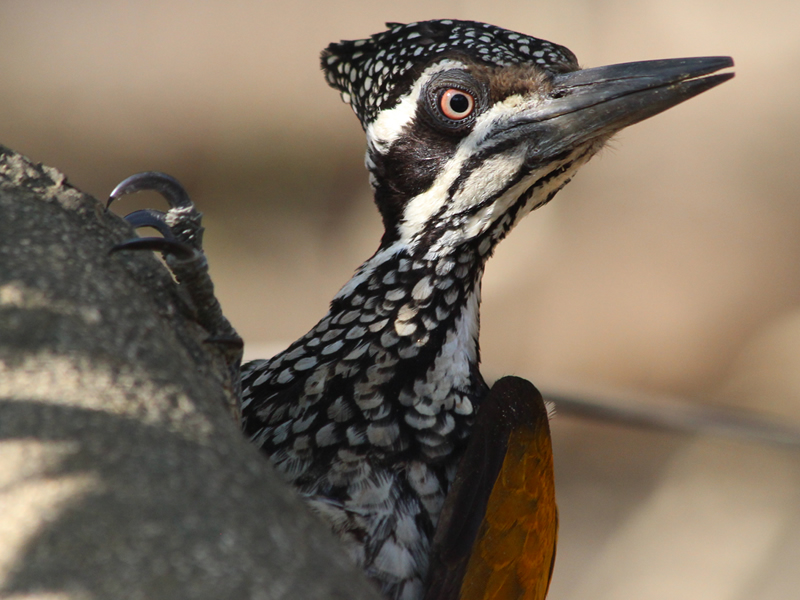 Bird in Rajaji Tiger Reserve