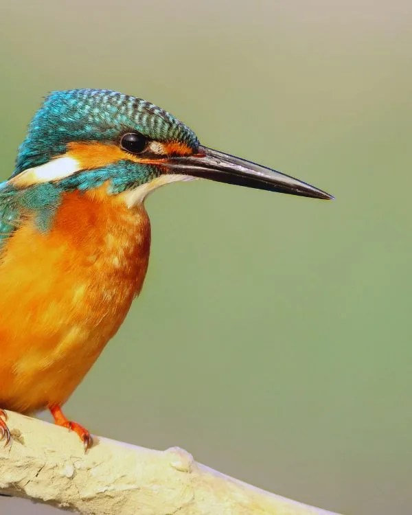 Birdwatching In Rajaji National Park