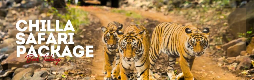 Chilla Jungle Safari