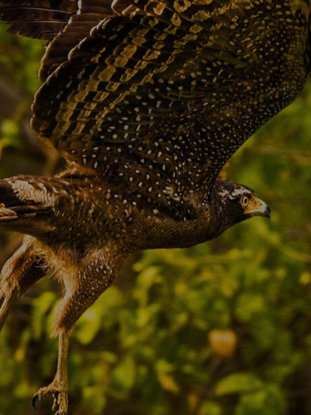 Best  Option to Stay at Rajaji national park