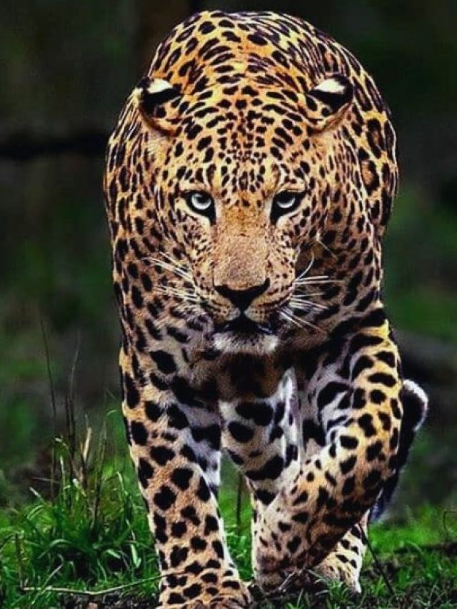 All You Need To know Before Going Rajaji Tiger reserve