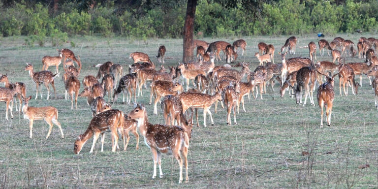 deers