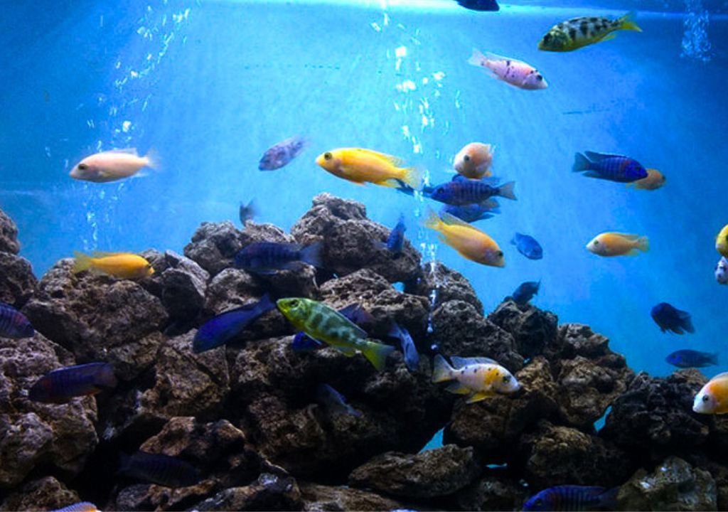Dehradun Zoo