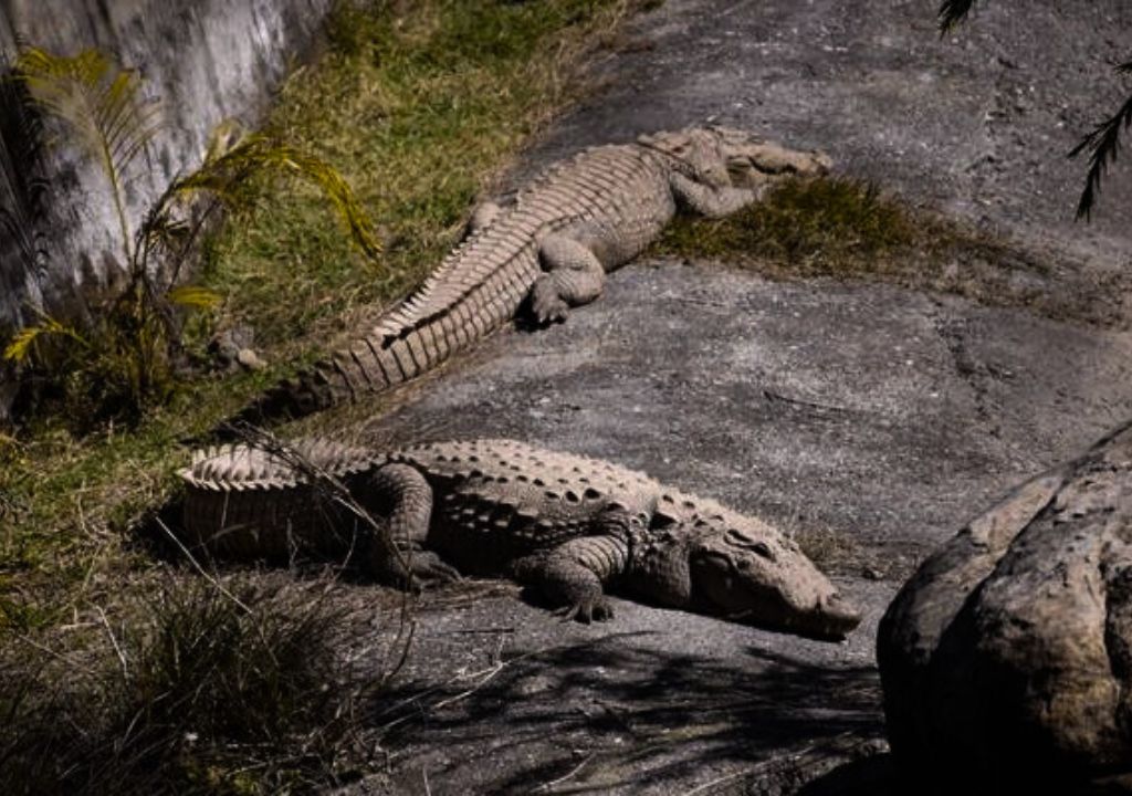 Dehradun Zoo