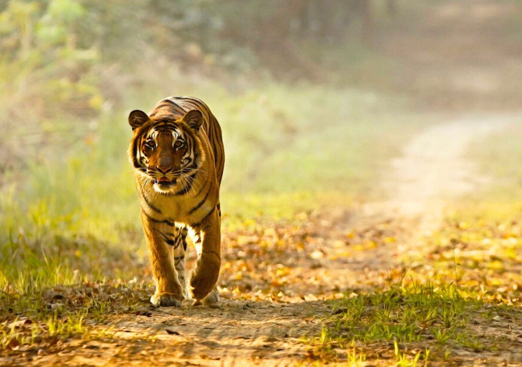 Dudhwa Tiger Reserve