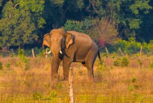 Elephant Rajaji Tiger Reserve