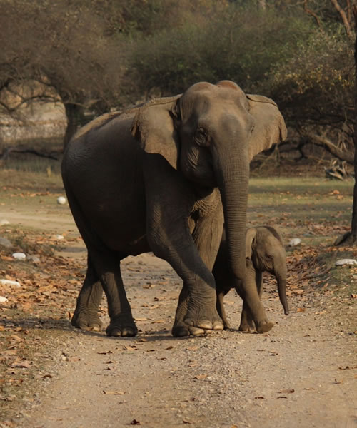 elephant