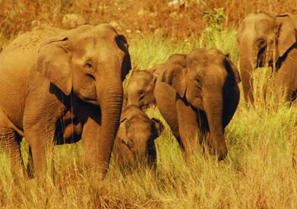 Asian Elephant Facts: Conservation & Habitat