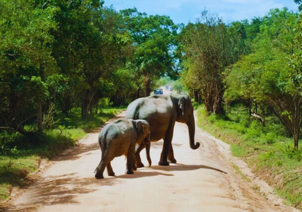 Asian Elephant Facts: Conservation & Habitat