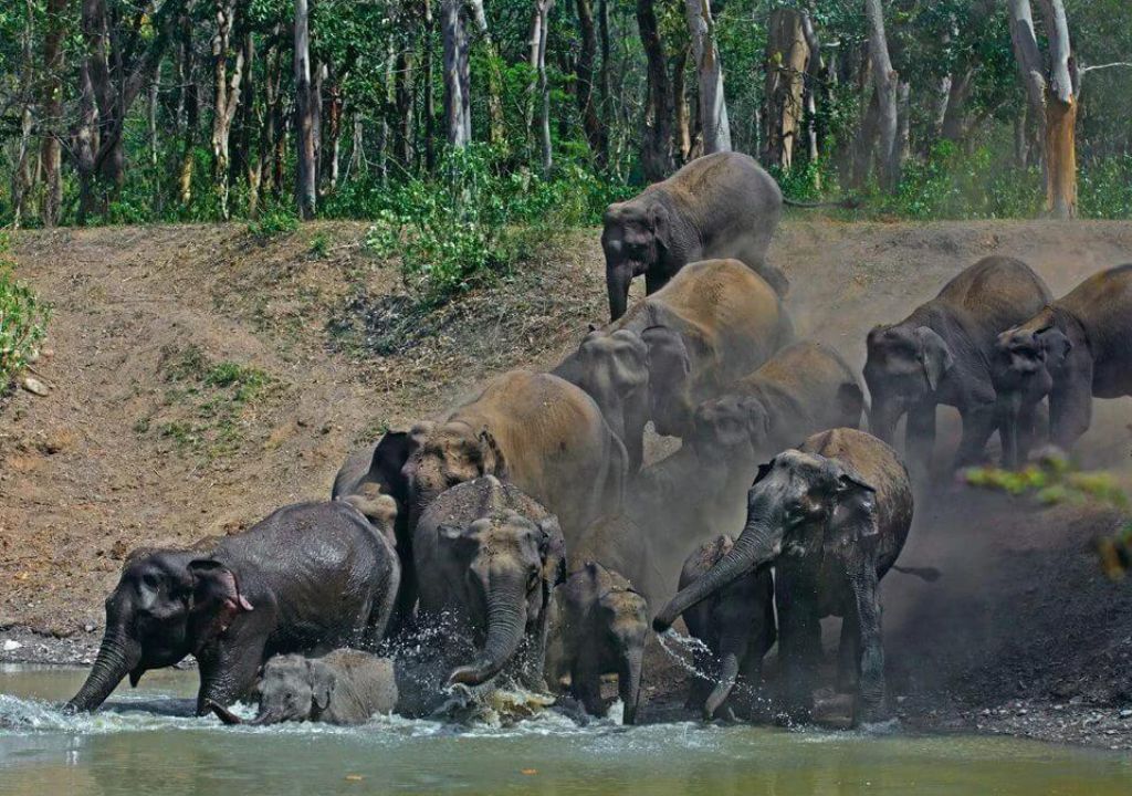 Asian Elephant Facts: Conservation & Habitat