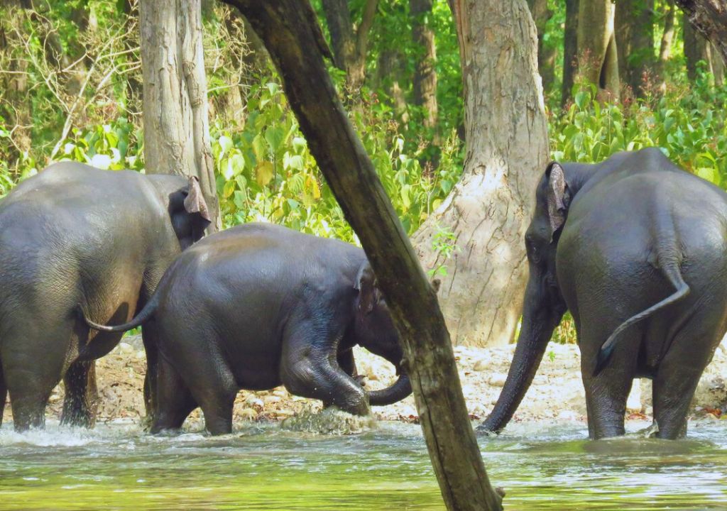 Asian Elephant Facts: Conservation & Habitat