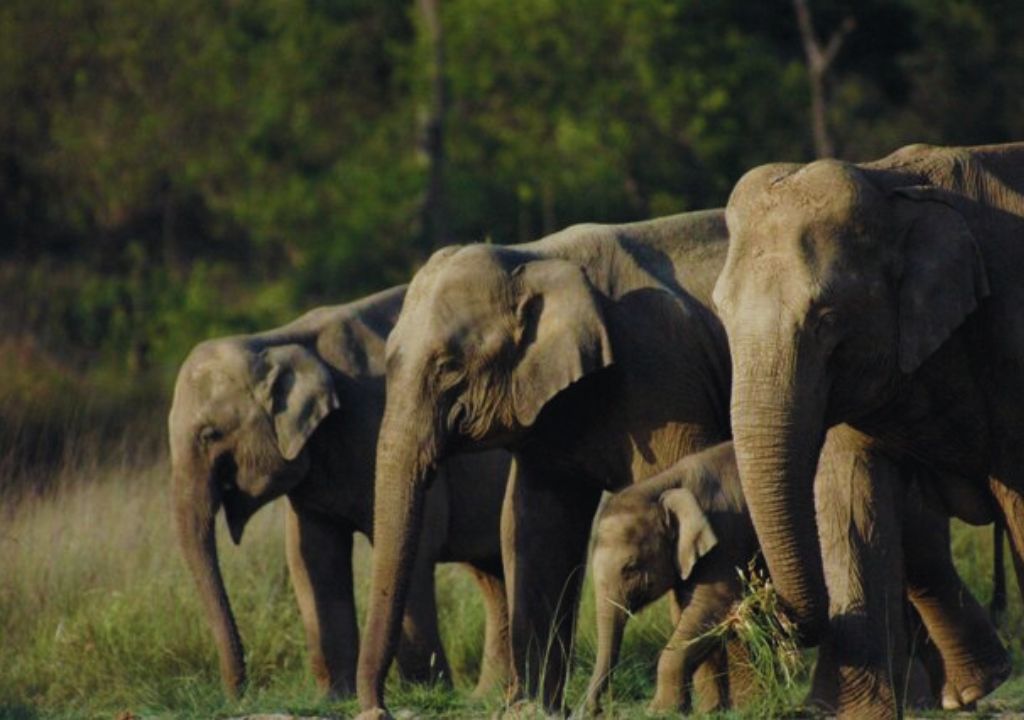 Asian Elephant Facts: Conservation & Habitat