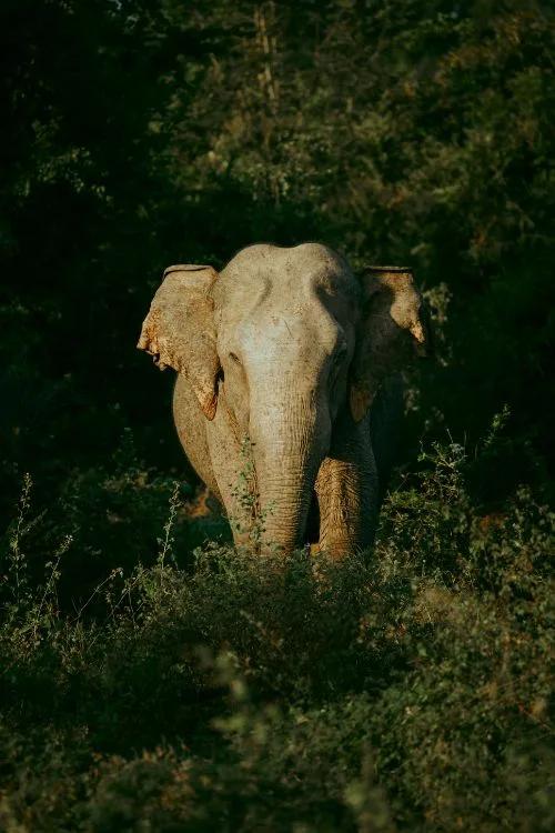 Fauna of Rajaji National Park