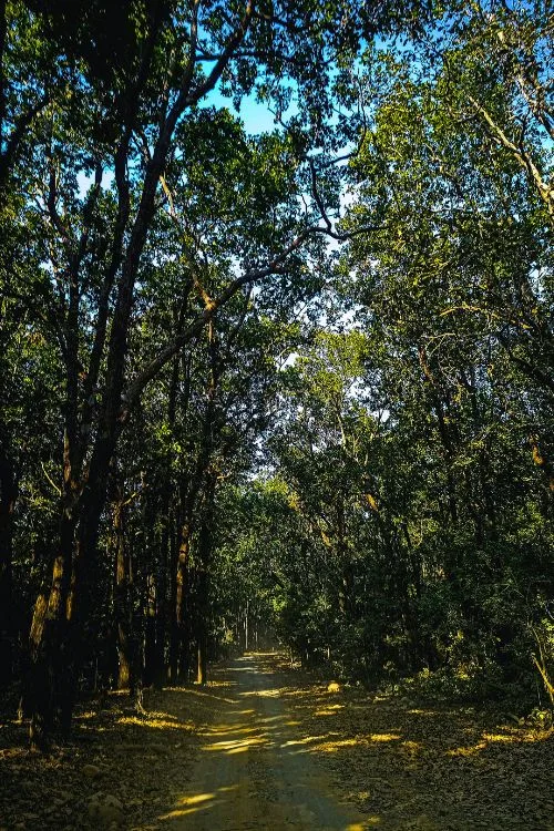 Flora of Rajaji National Park