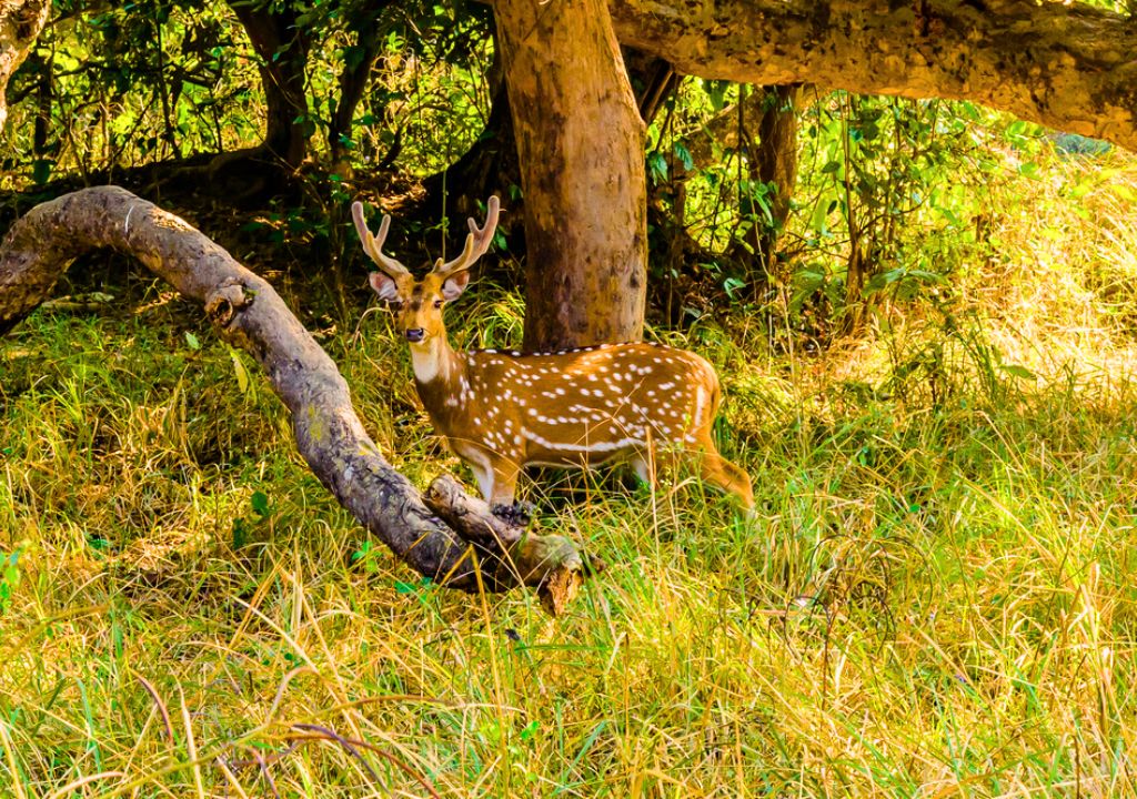 Exploring Haridwar Jungle Safari | A Journey Through Rajaji Tiger Reserve