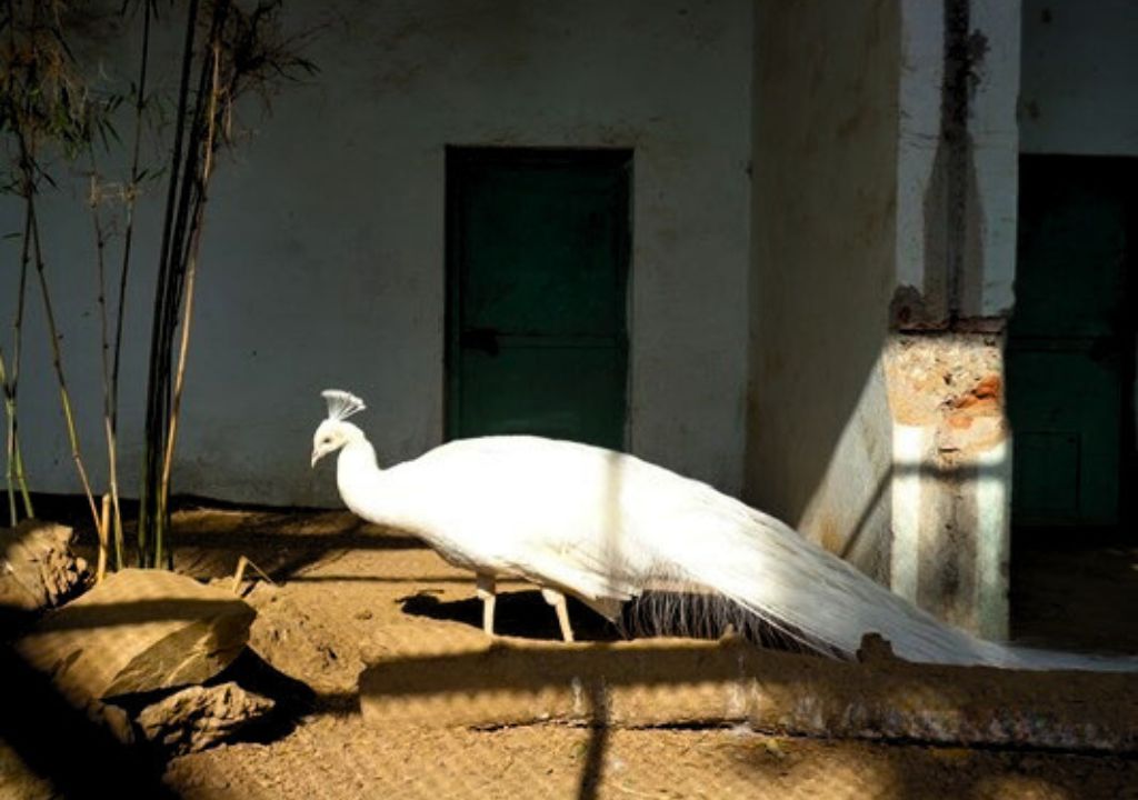Peacock in Rajaji